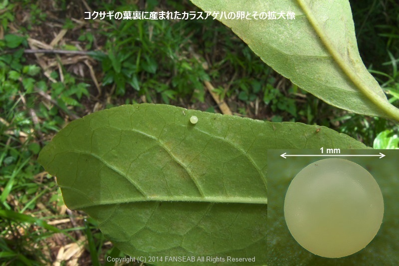 カラスアゲハの飼育メモ 前蛹まで 探蝶逍遥記