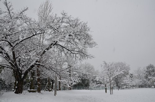 散歩道　副池公園雪景色 2014_c0229483_2148972.jpg