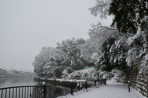 散歩道　副池公園雪景色 2014_c0229483_22365612.jpg