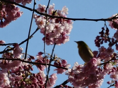 緋寒桜とメジロの詩Ⅱ_e0272895_2313454.jpg