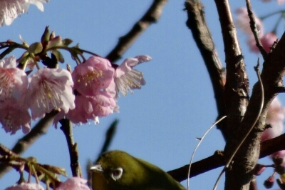 緋寒桜とメジロの詩Ⅱ_e0272895_2316167.jpg