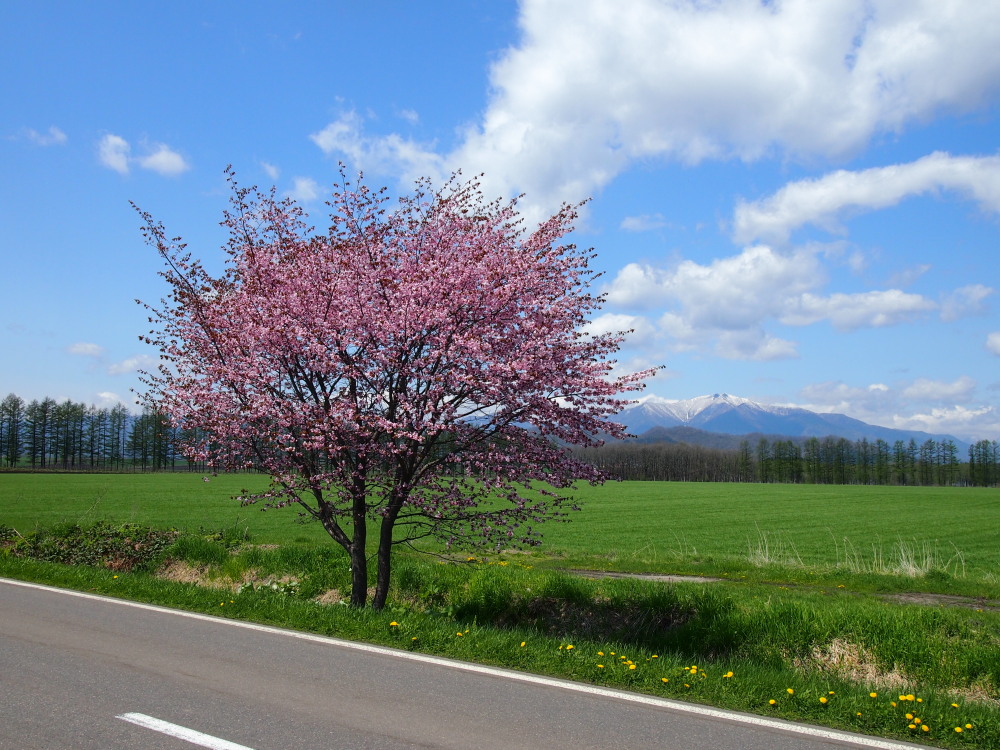 今は真っ白な中札内村の風景も‥四季の彩りの農村風景に_f0276498_00162.jpg