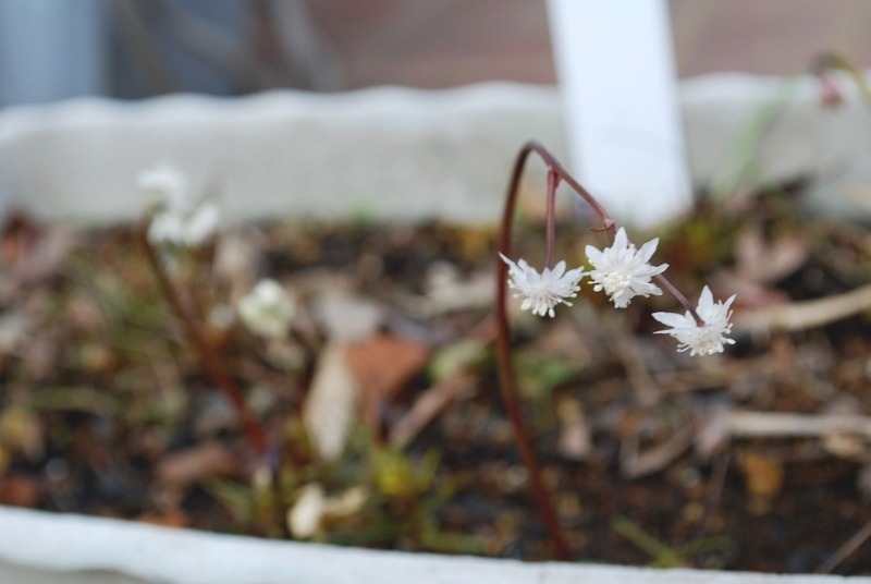 初撮影の花・２種・・・_e0025300_1542527.jpg