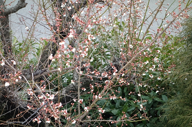 b0147203_145711.jpg