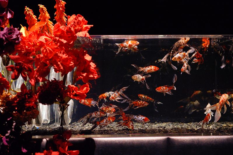 アートアクアリウム展 ~大阪・金魚の艶~ 其の二_f0032011_18421685.jpg