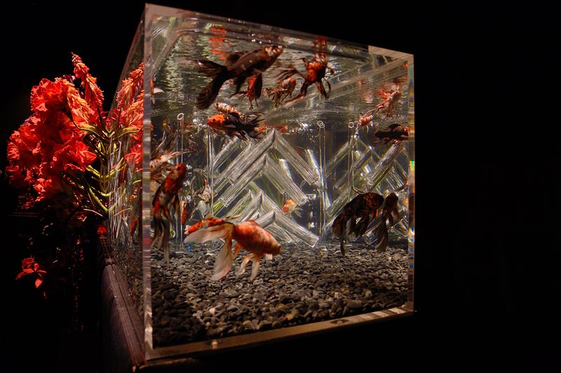 アートアクアリウム展 ~大阪・金魚の艶~ 其の二_f0032011_18422616.jpg