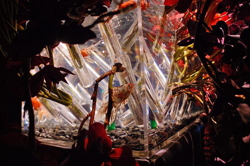 アートアクアリウム展 ~大阪・金魚の艶~ 其の二_f0032011_18424818.jpg
