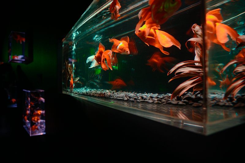アートアクアリウム展 ~大阪・金魚の艶~ 其の二_f0032011_18492678.jpg