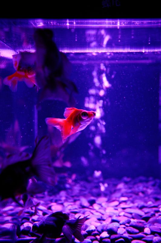 アートアクアリウム展 ~大阪・金魚の艶~ 其の二_f0032011_18515065.jpg