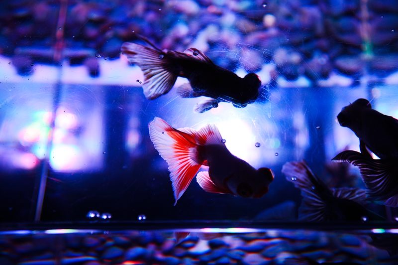 アートアクアリウム展 ~大阪・金魚の艶~ 其の二_f0032011_185208.jpg