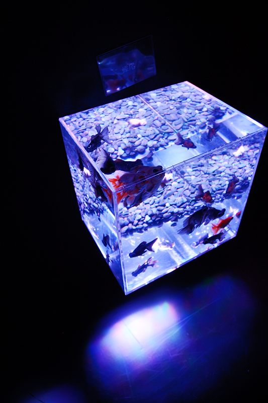アートアクアリウム展 ~大阪・金魚の艶~ 其の二_f0032011_1852920.jpg