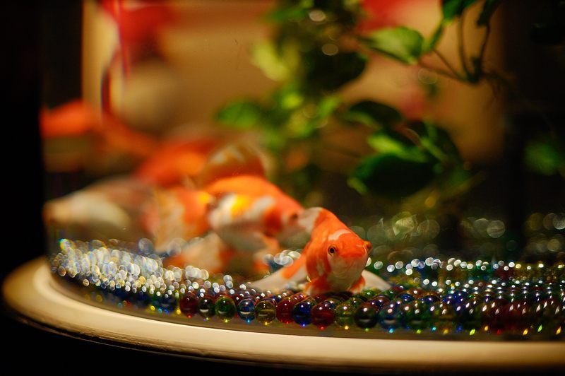 アートアクアリウム展 ~大阪・金魚の艶~ 其の二_f0032011_1857572.jpg