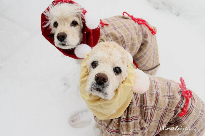 一緒に雪遊び♪_c0132513_23261624.jpg