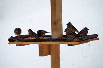 f0232920_14122198.gif