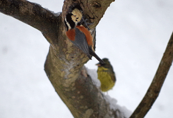 f0232920_14125511.gif