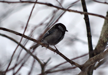 f0232920_14131948.gif