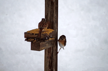 f0232920_14134082.gif