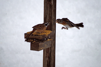 f0232920_14143537.gif