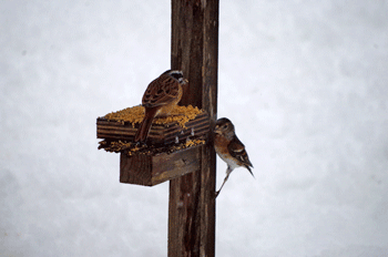 f0232920_1414760.gif