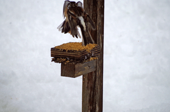 f0232920_14183511.gif