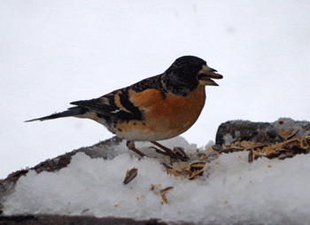 f0232920_14293257.gif
