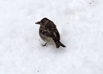 f0232920_14302369.gif