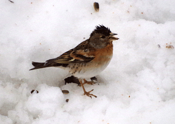 f0232920_1430924.gif