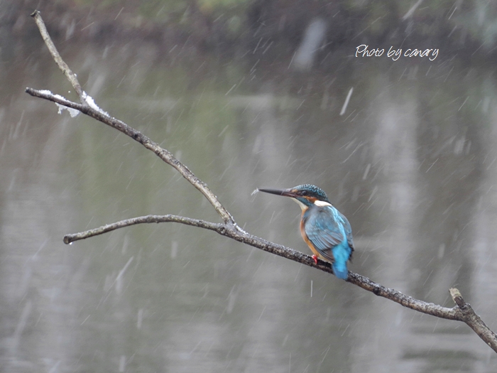 大雪カワセミ　粛々と変わらずに魚獲り　in Tokyo_d0129921_104100.jpg