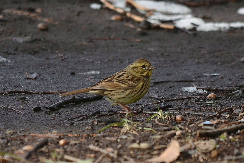 公園の小鳥と多摩川のオオタカ_b0200424_22142465.jpg