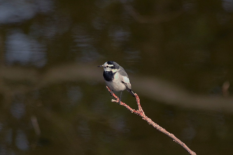 公園の小鳥と多摩川のオオタカ_b0200424_22152147.jpg