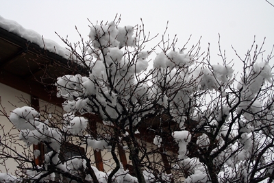 2014雪の奈良　2/14. 15._f0106724_1594780.jpg