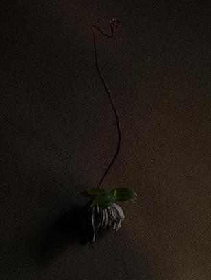 20080428.jpg