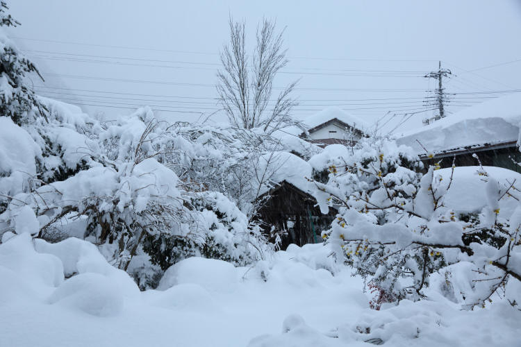 観測史上初の大雪で　_f0017530_21564100.jpg