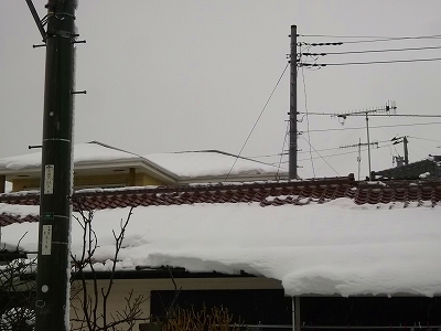 また雪が降りました...大雪です。_b0137932_95328.jpg