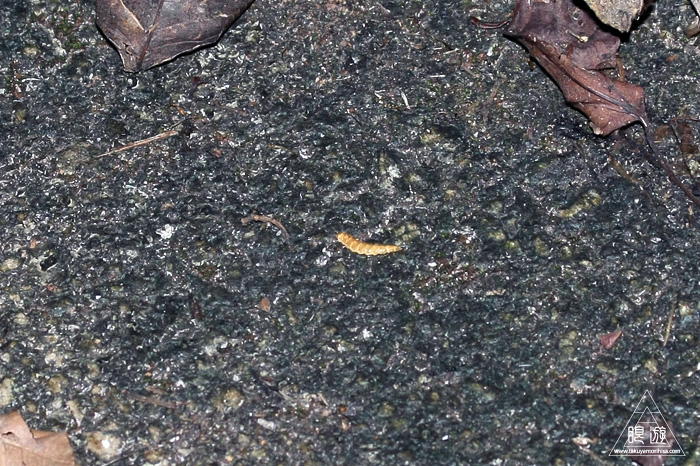 c0211532_17451143.jpg
