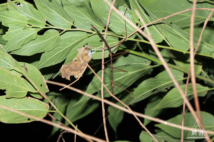 c0211532_19294460.jpg