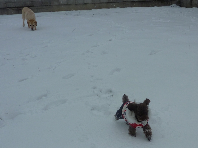 雪が降ってきた_f0032332_2011579.jpg