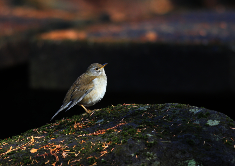 腹が白い シロハラ 彩の国ピンボケ野鳥写真館 腹が白い シロハラ 彩の国ピンボケ野鳥写真館