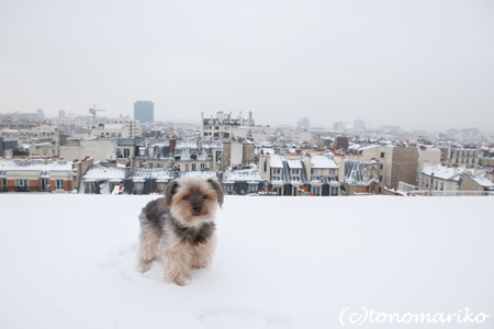 日本は雪の週末かな??_c0024345_86287.jpg