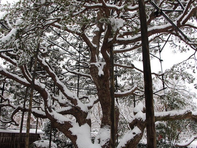 雪の宝泉院_e0017051_9131726.jpg