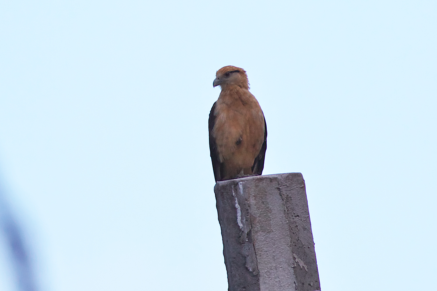 キバラカラカラ Yellow Headed Caracara ぼちぼち と 野鳥大好き O