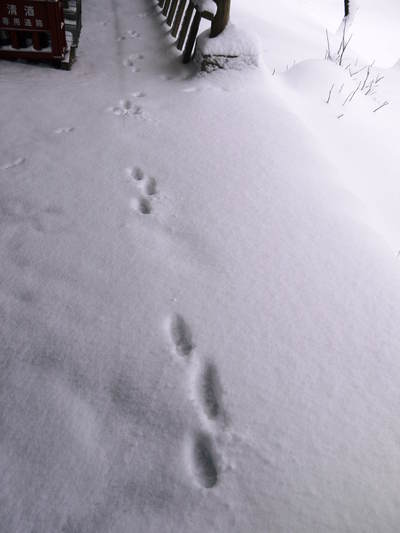 大雪から一夜明け、陸の孤島を楽しんでます!!_a0254656_1858022.jpg