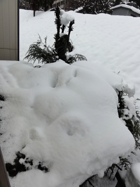 またも大雪_f0002357_1057375.jpg