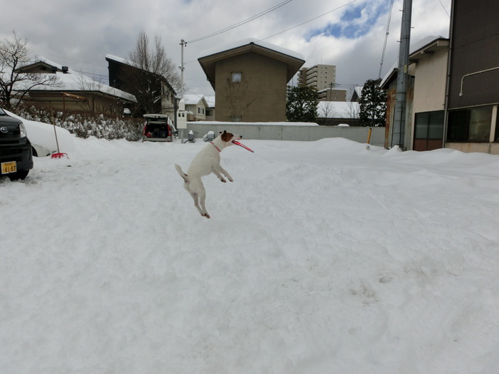 またしても～大雪～！！！_c0140260_0414251.jpg