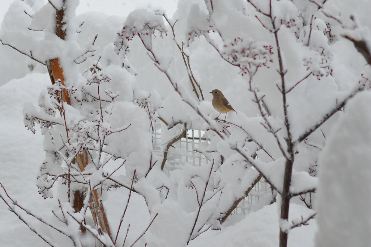 大雪の中のジョウビタキ_f0053272_8585248.jpg