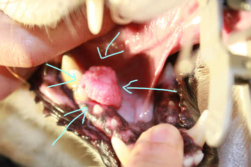 口の中の腫瘍の手術。_c0245679_11273852.jpg