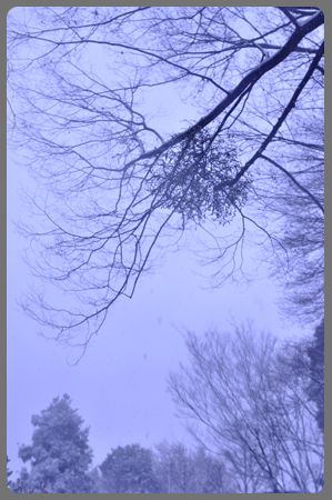 雪の日_c0187782_2123486.jpg