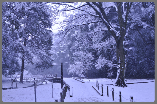 雪の日_c0187782_2124219.jpg