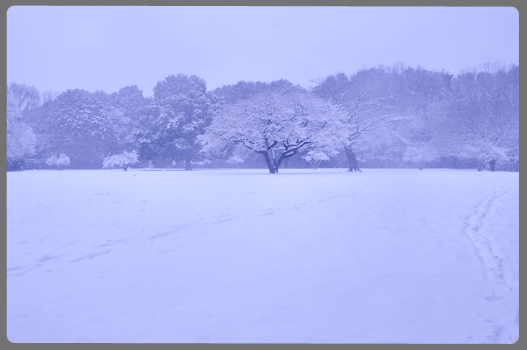 雪の日_c0187782_212496.jpg