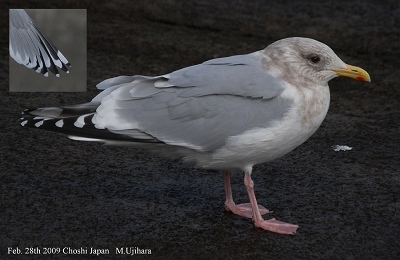 日本の野鳥650」のカモメ類について : MU's Diary